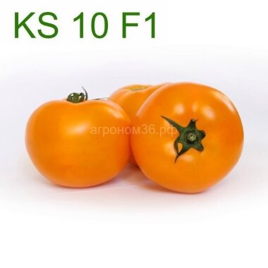 Томат желтый Осуми (KS 10) (Kitano) &mdash; Интернет-магазин 